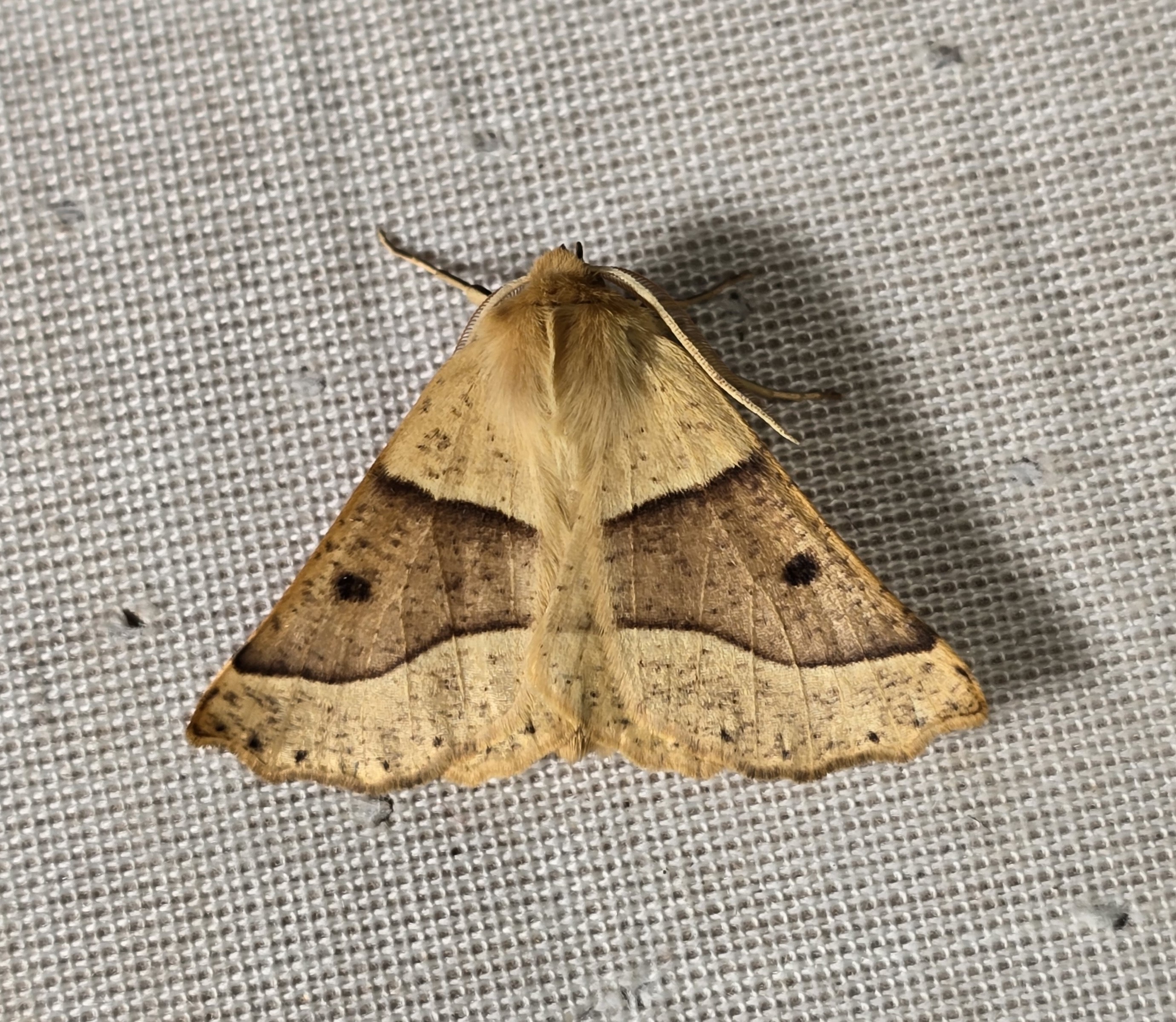 Photo of Scalloped Oak (Crocallis elinguaria)